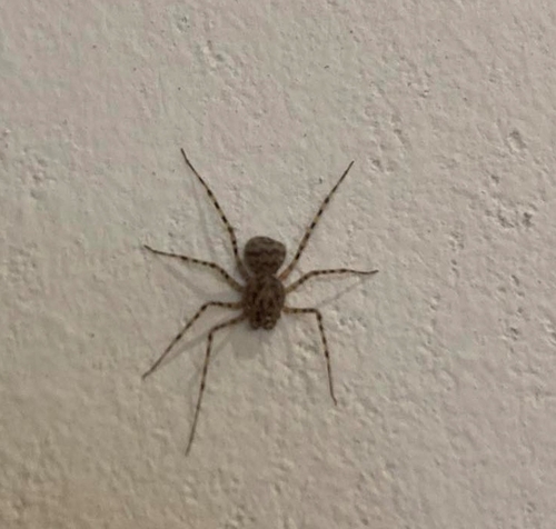 Photo of Common Spitting Spider (Scytodes thoracica)