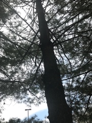 Pinus