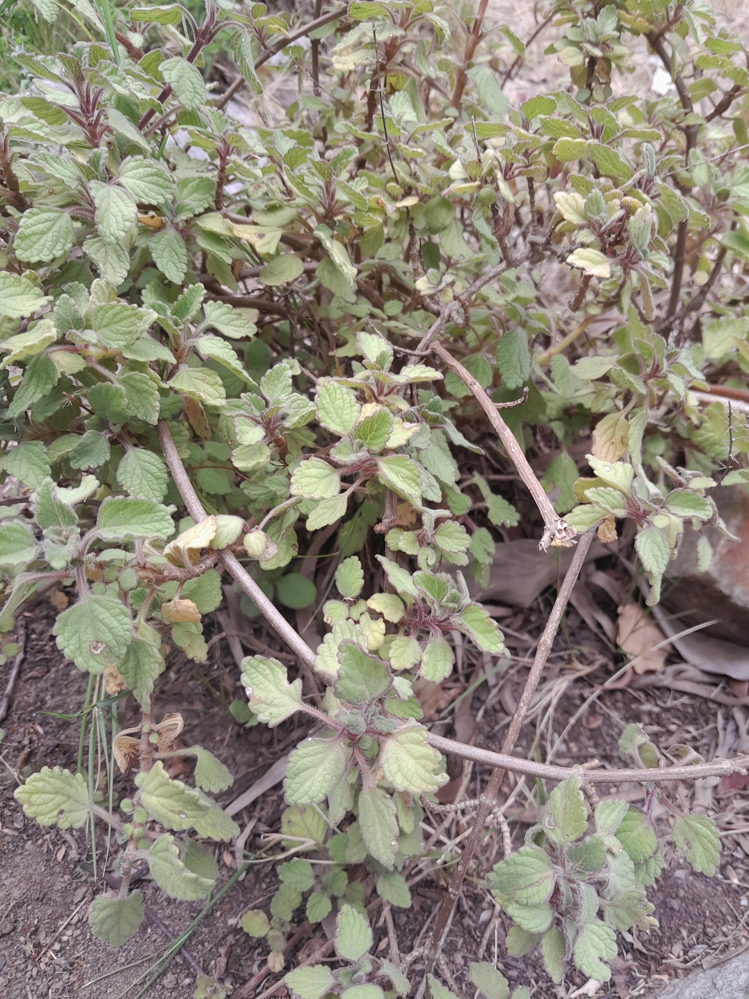 Imagem de Hortelã Variegata