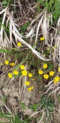 Potentilla heptaphylla
