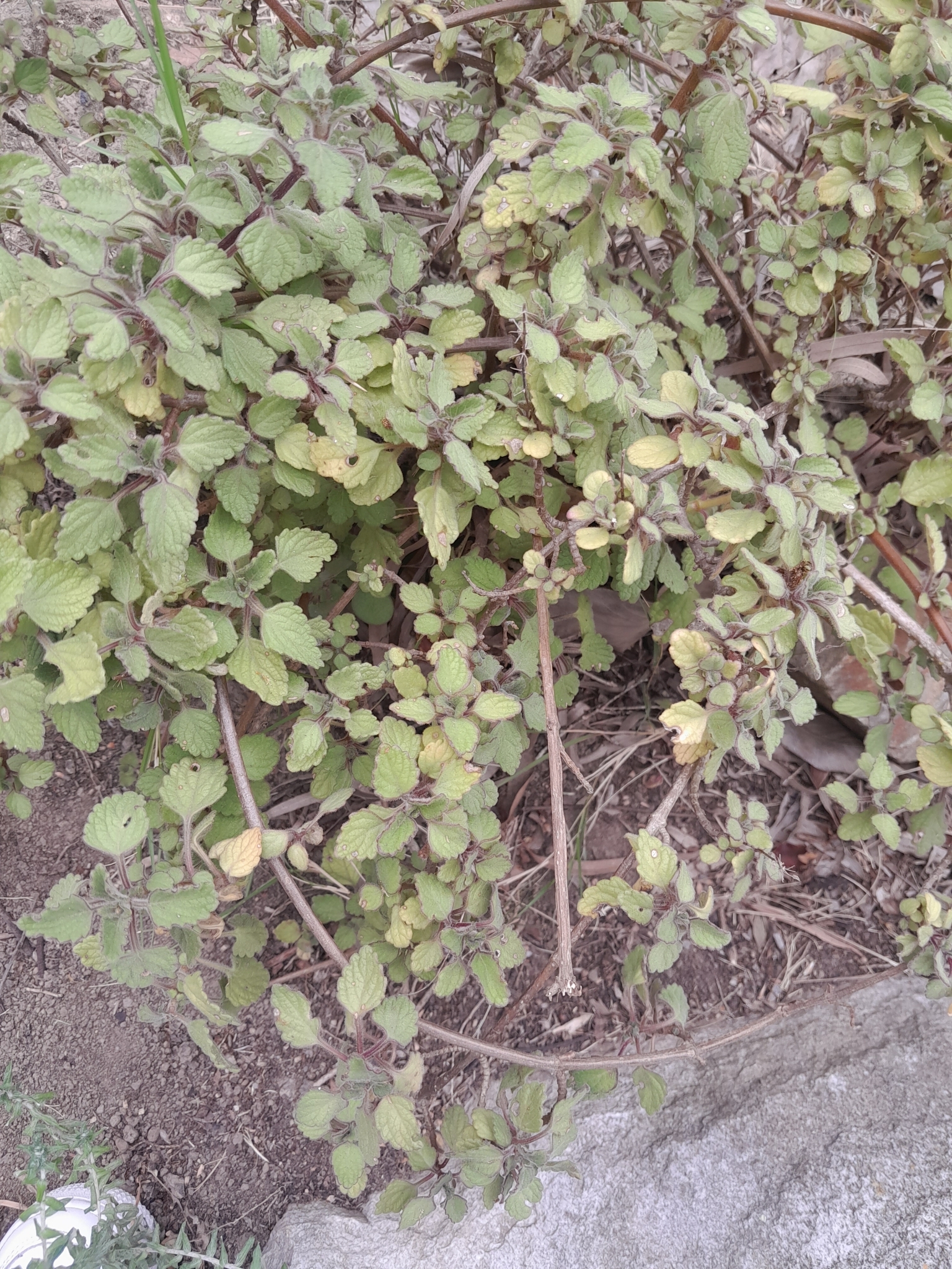 Imagem de Hortelã Variegata