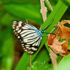 Cyclosia latipennis