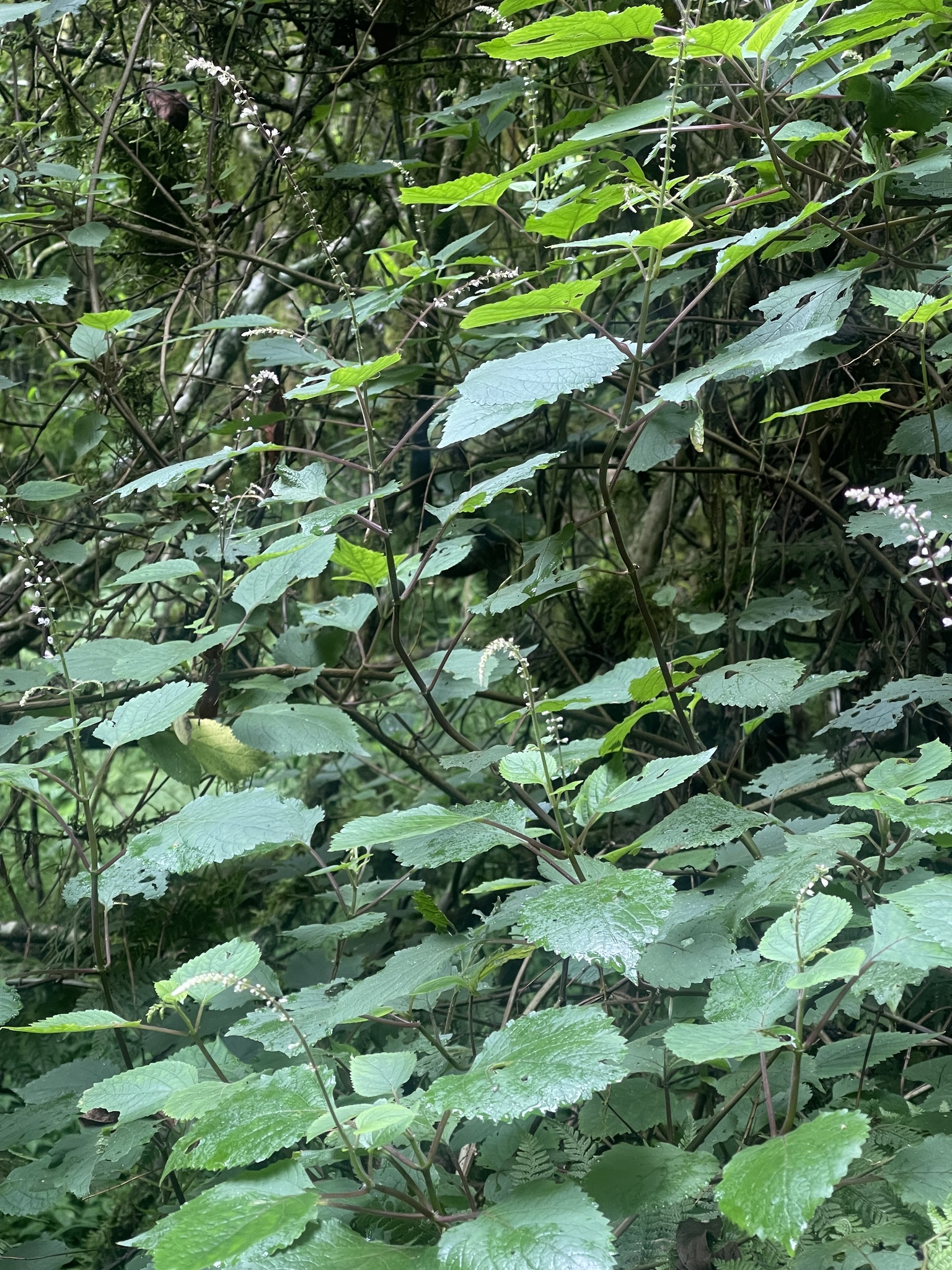 Imagem de Boldo-gambá