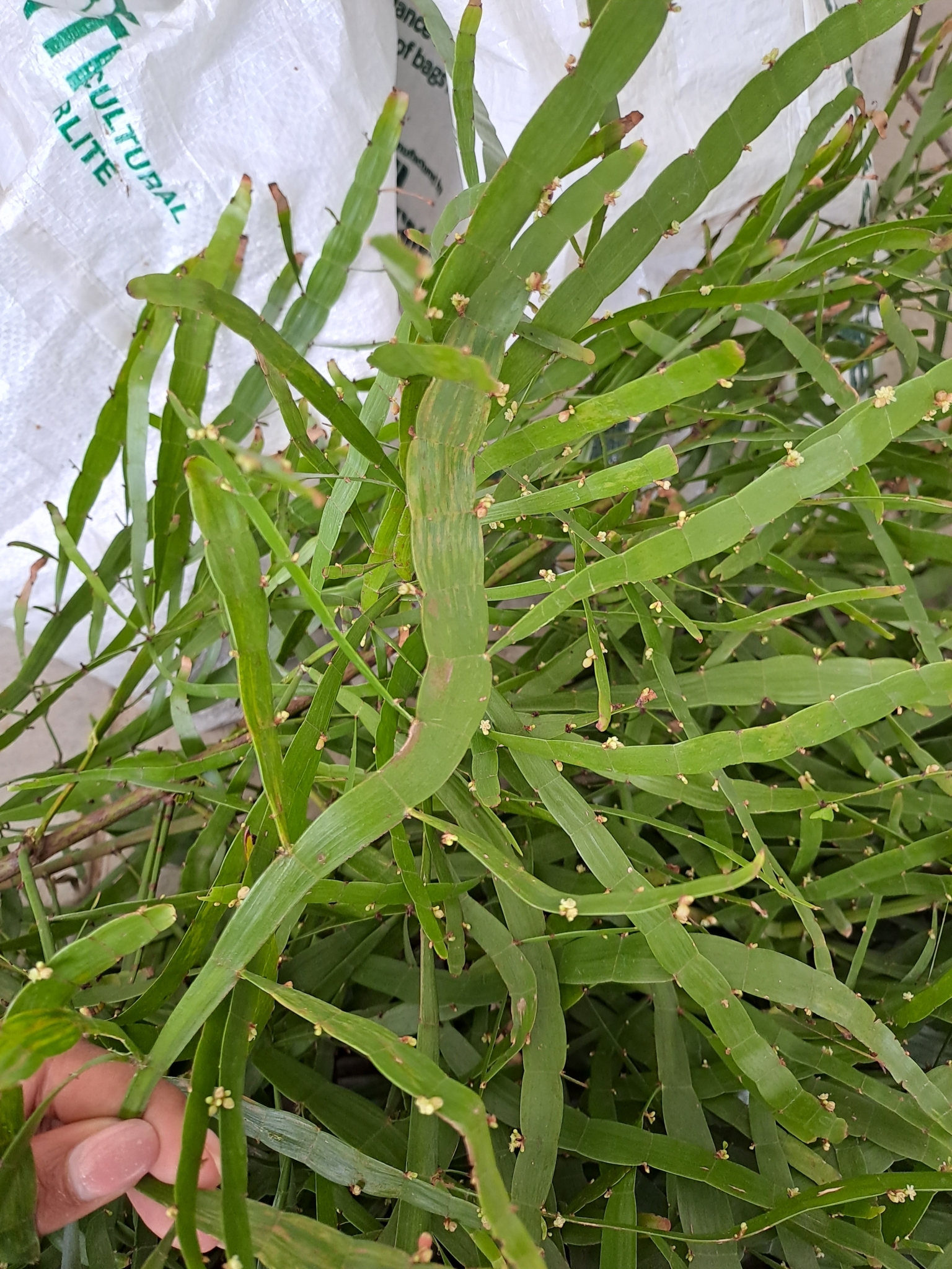 Imagem de Cacto-orquídea