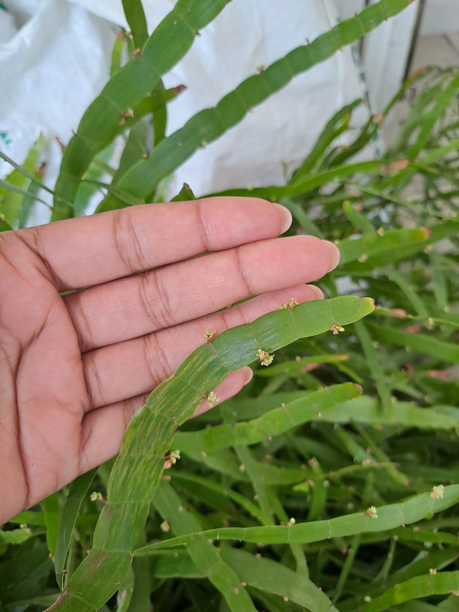Imagem de Cacto-orquídea