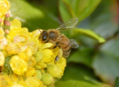 Apis mellifera