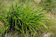 Xerophyta vallispongolana