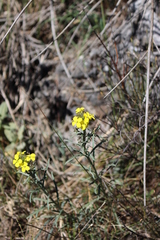 Erysimum nevadense collisparsum