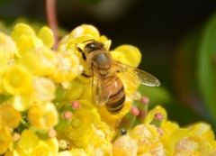 Apis mellifera
