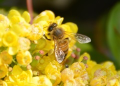 Apis mellifera