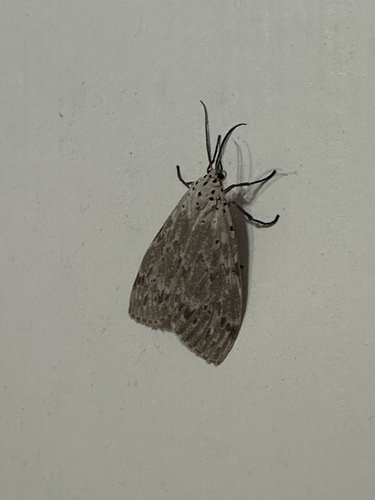 Madagascan fireweed moth photo 5