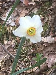 Narcissus poeticus