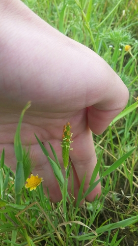 iNaturalist observation photo of Pacific foxtail