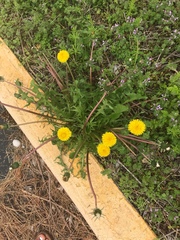 Taraxacum officinale