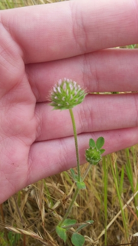 iNaturalist observation photo of small-headed clover