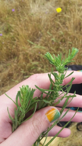 iNaturalist observation photo of Dicots