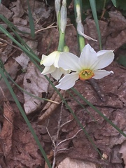 Narcissus poeticus
