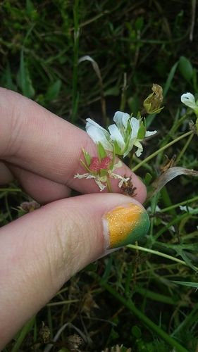 iNaturalist observation photo of Douglas' meadowfoam