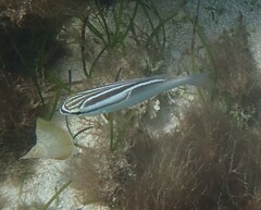 Three-Lined Monocle Bream photo 5