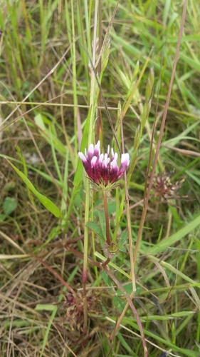 iNaturalist observation photo of white-tipped clover
