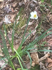 Narcissus poeticus