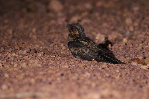Bates's Nightjar (Caprimulgus batesi)