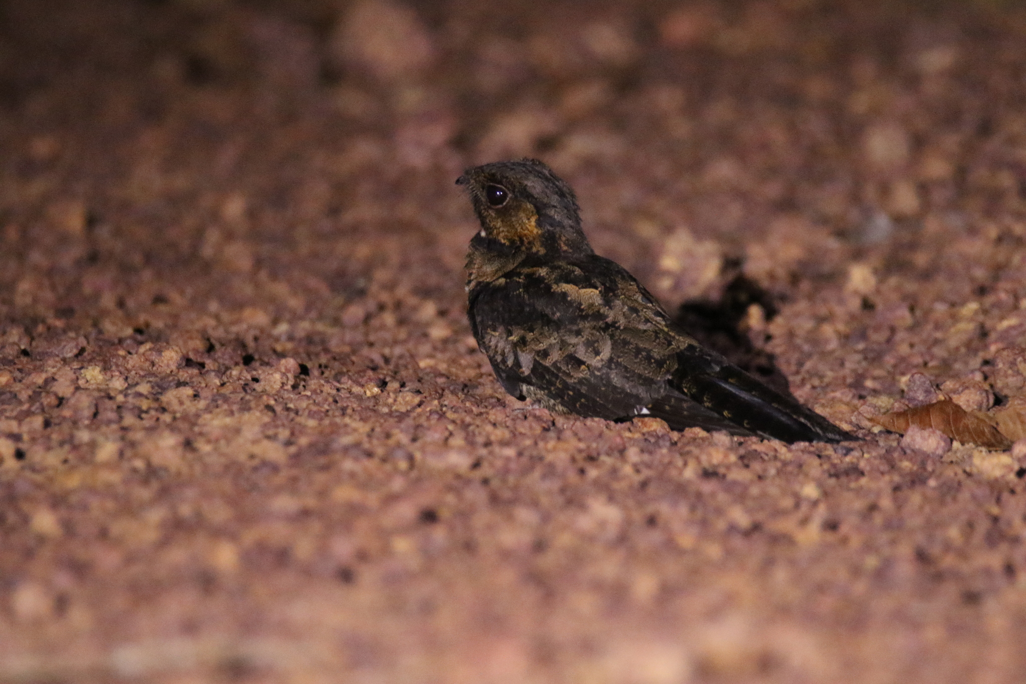 Bates's Nightjar (Caprimulgus batesi), photo 1