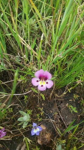 iNaturalist observation photo of tricolor monkeyflower