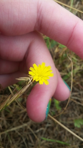 iNaturalist observation photo of Sunflowers, Daisies, Asters, and Allies