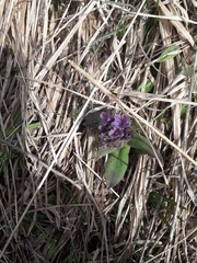Pulmonaria australis