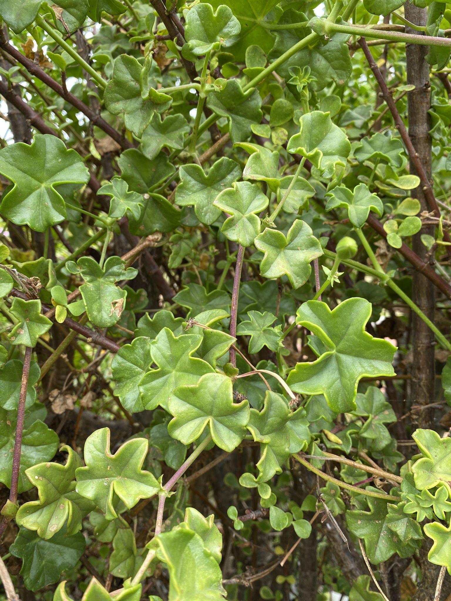 Imagem de Hera-de-flor