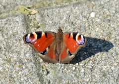 Aglais io
