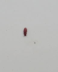 Tribolium castaneum