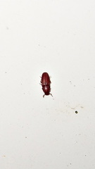 Tribolium castaneum