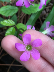 Ionoxalis