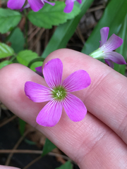 Ionoxalis