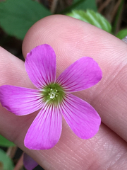 Ionoxalis