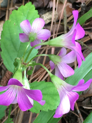 Ionoxalis