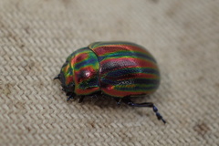 Chrysolina cerealis