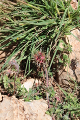 Trifolium stellatum