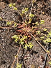Chorizanthe procumbens