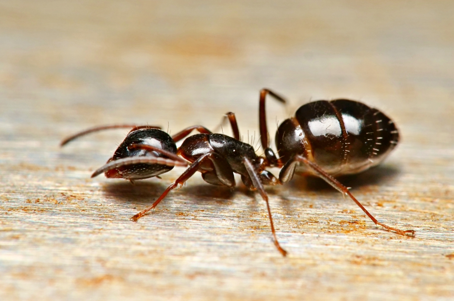 Camponotus lighti