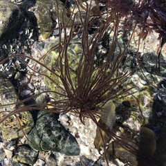 Gracilaria