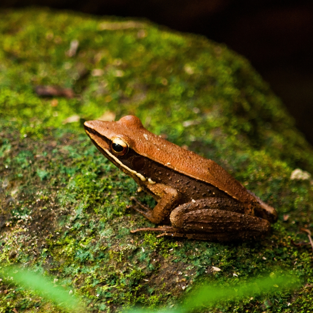 Small Wood frog