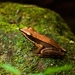 Small Wood Frog - Photo (c) sherjinjoel, some rights reserved (CC BY-NC), uploaded by sherjinjoel