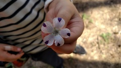 Nemophila maculata