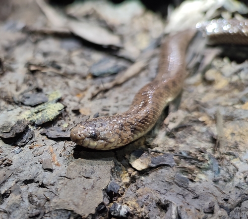 Fordonia leucobalia