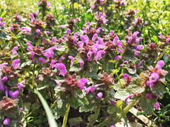 Lamium purpureum