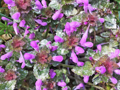 Lamium purpureum