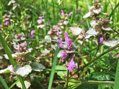 Lamium purpureum